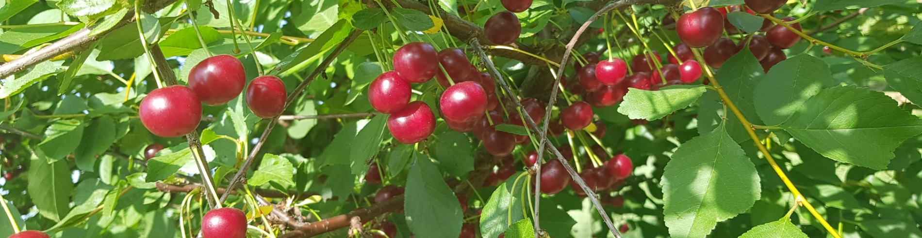 Consorzio produttori di Amarene Brusche di Modena